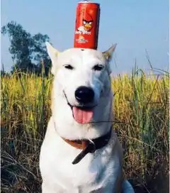 幽默图片搞笑段子天气很热,想找个人冷战
