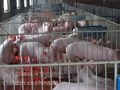 供应哪里有仔猪卖,哪里仔猪便宜哪里好,到山东哪里买小猪价格最低图片大全沂水县树昌水果购销处
