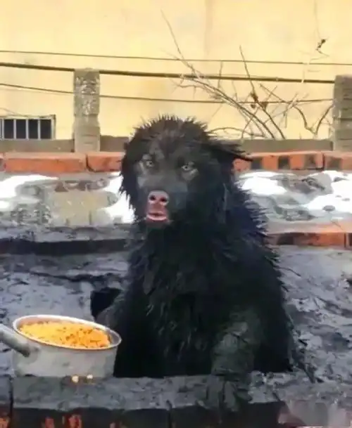 狗勾的迷惑行为
