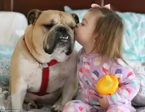 斗牛犬表情包形影不离