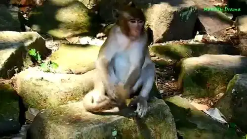 断手猴母女俩欺负小猴子,憨儿子当大侠路见不平一声吼,搞笑
