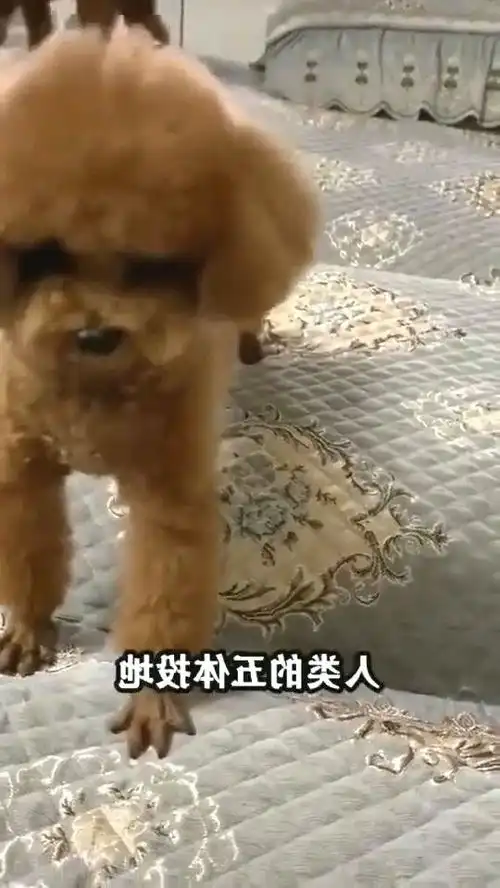 狗狗喜欢伸懒腰,是因为累了吗
