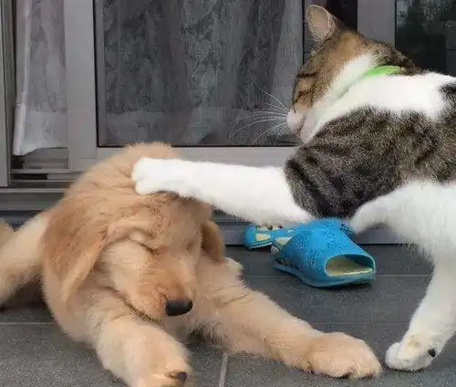 什么叫被猫咪支配的恐惧15张搞笑图片告诉你狗我太难了
