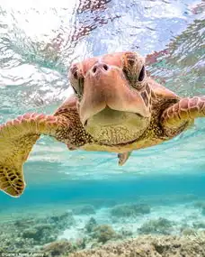 太皮了澳调皮海龟对潜水爱好者竖中指
