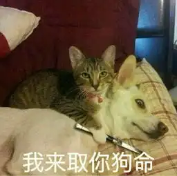 汪星人表情包单身狗也敷面膜啦
