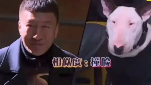 明星搞笑撞脸合集,张若昀像哈士奇,金瀚神似三星堆
