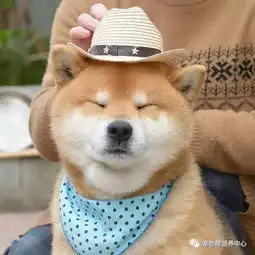 这只超治愈的柴柴,只要看一眼绝对会被圈粉