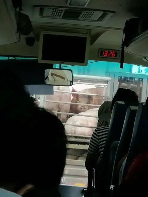 上车之后我使劲往里,一不小心踩到了一个姑娘的裙子...
