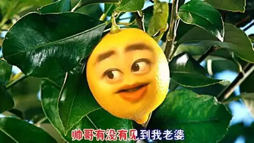 爆笑柠檬版爱火,这歌词改编的太逗了
