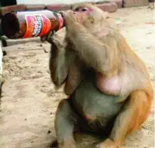 那些抽烟嗜酒的动物们图片
