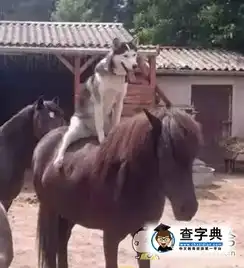 如此高大上的坐骑,你搞笑图片