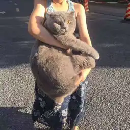 还有什么猫的品种可以长这么大图片是英短吗
