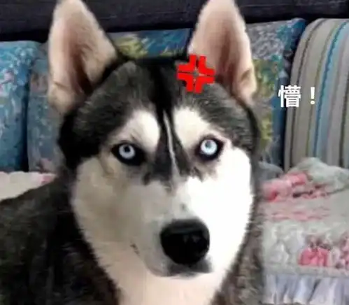 狗狗不听女主人的话,却被男主电话训哭了,委屈模样引人爆笑
