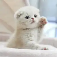 呆萌英短猫头像高清图片微信头像图片大全