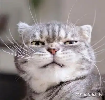 有什么像霸道总裁的猫咪头像
