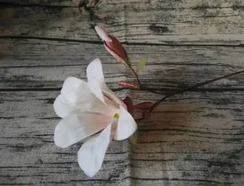 测试4朵花,哪一朵是真的测你最大的感情问题是什么
