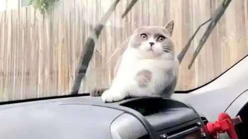 猫咪坐汽车,害怕雨刷刮自己耳朵,接下来的举动太搞笑
