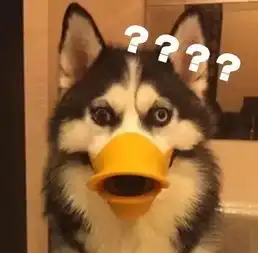 我劝你们退群吧,你们对宠物嘴套的力量一无所知
