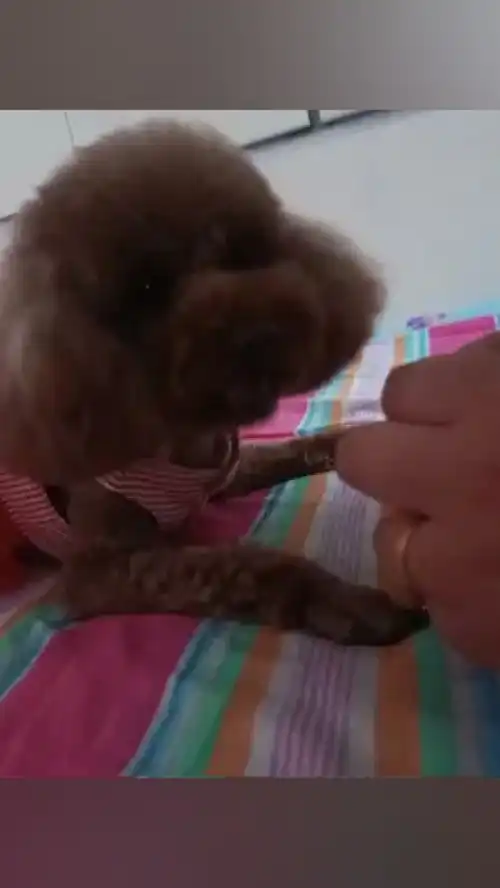家养宠物激萌动物泰迪犬宠物造型爆笑动物
