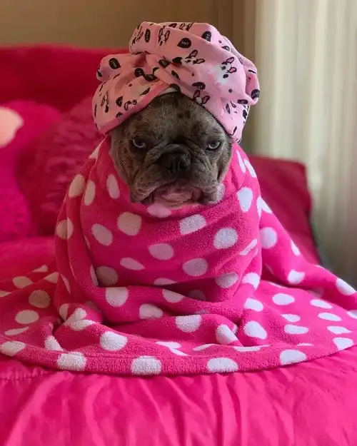 史上最丧斗牛犬狗狗苦大仇深的表情走红网络,让它笑比登天还难