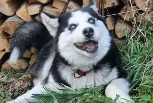 秋田犬和柴犬,哈士奇和阿拉斯加傻傻分不清楚教你怎么区分它们
