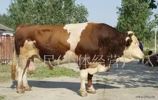 肉役兼用牛纯种小尾寒羊杂交牛奶牛
