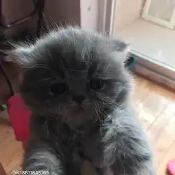北京宠物猫赠送