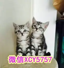 rei210出售英短蓝白美短纯正血统