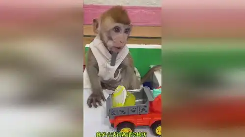 给猴哥一个果冻猴子搞笑
