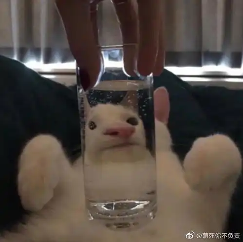 网友在玩像素鸟的游戏,狗子在一旁居然也跟着动,后来还翻车了
