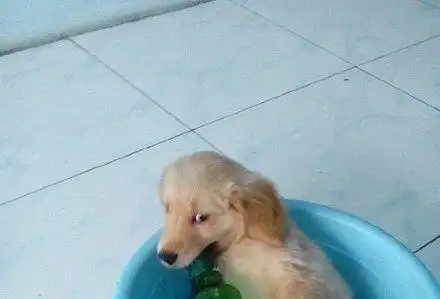 二哈图片搞笑搞笑段子