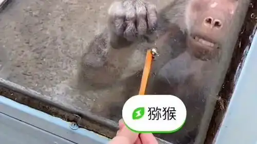 这猴子太有意思了,性情暴躁表情到位,上辈子一定是个人吧

