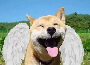 我想要qq表情里面那个傲娇doge的表情大图,高清的最好
