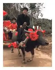 搞笑动图这才是史上最牛婚车,没毛病
