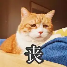 幽默图片搞笑段子猫与狗你选哪一个
