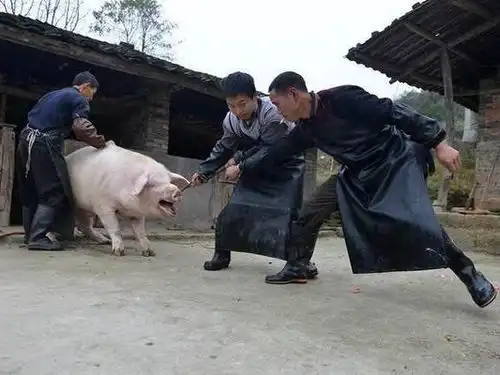 农妇养猪三年全村无人敢杀,去寺庙痛哭实情,和尚用竹片削
