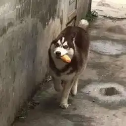 二哈抢了小孩的面包,被追了一整条街
