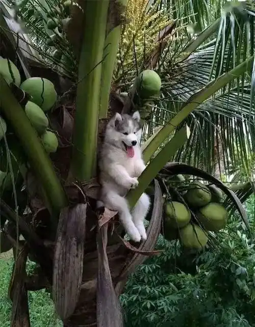 哈士奇犯二的那些事,不是一般的狗狗能做出来,全部知道算我输