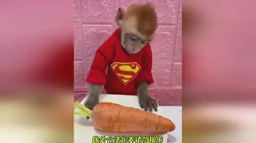 看猴哥吃胡萝卜猴子搞笑
