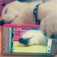 lol单身狗头像微信头像图片大全
