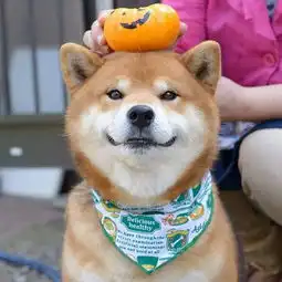 我才不是表情包,我可是一只柴犬
