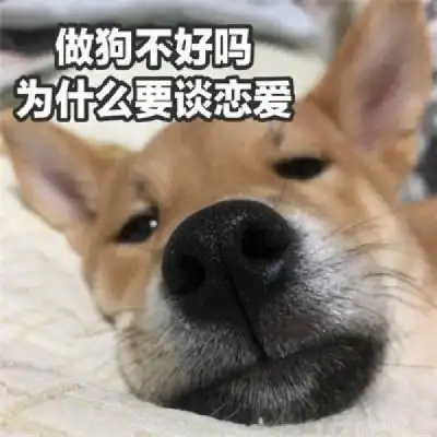 表情包头像搞笑图片带文字的单身狗头像
