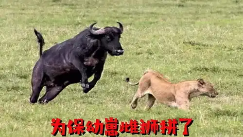 雌狮带着幼崽藏在树洞这,却被牛群发现,一场较量后怎样呢
