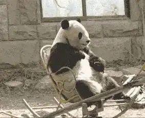 动物是如何充当外交官的