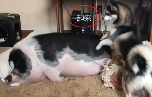 哈士奇叫二师兄起床,还想了个馊主意,宠主也被逗笑了
