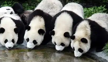 熊猫基地好玩吗,熊猫基地怎么样,长沙到熊猫基地旅游
