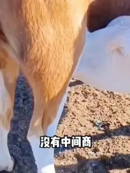 家畜农村动物爆笑动物牛动物随手拍猪
