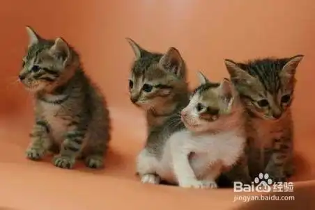 猫咪怕鞭炮怎么办
