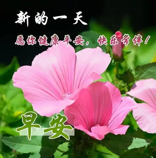 最火最好的早上好图片大全,祝你健康,祝你快乐