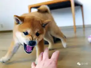 憨厚表情包的无冕之王柴犬
